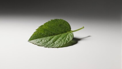 Single Green Leaf with Detailed Veins on White Background.