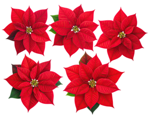 Grouping of five red poinsettia flowers on black