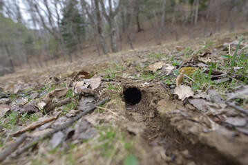 Obraz premium ネズミの巣穴