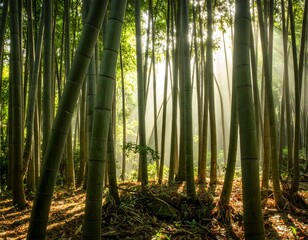 Fototapeta premium Dense bamboo forest with sunlight beams piercing through the trees