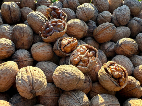 Walnuts large wrinkled edible seeds. 