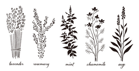手書きハーブのベクターイラストセット（白黒モノクロ5種類）。ラベンダー、タイム、ミント、カモミール、セージ。アロマや料理のメニュー素材。 © JunKikuchi