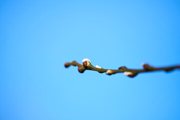 Tree branches with catkins releasing pollen into air