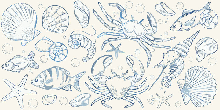 A beautiful arrangement of sketched marine life and seashells in blue tones