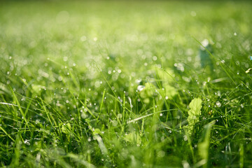 Fototapeta premium Fresh green grass with morning dew drops