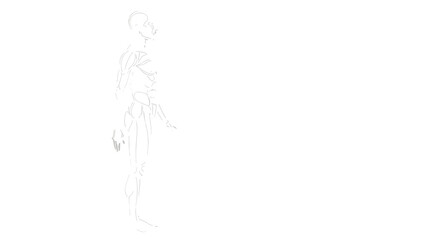Minimal human anatomy line illustration showing side view skeletal and muscular structure isolated on white background for medical education design
