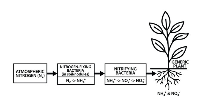 Detailed nitrogen cycle diagram showing the fixation process from atmospheric nitrogen to plant usable forms in soil.