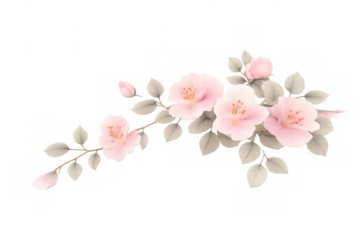 Pink blooming flowers and gray leaves on a branch creating a beautiful floral design element, transparent background