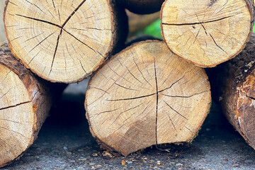 Gestapelte Baumstämme mit sichtbaren Jahresringen und Maserung © Rüdiger 