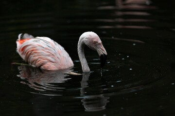 水面から顔を出したチリーフラミンゴ