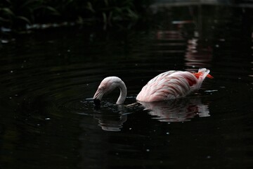 水から顔を出したチリーフラミンゴ