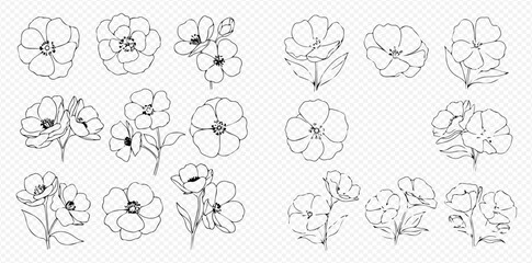 Set of hand-drawn flower outlines, delicate botanical illustrations for design projects and creative endeavors.