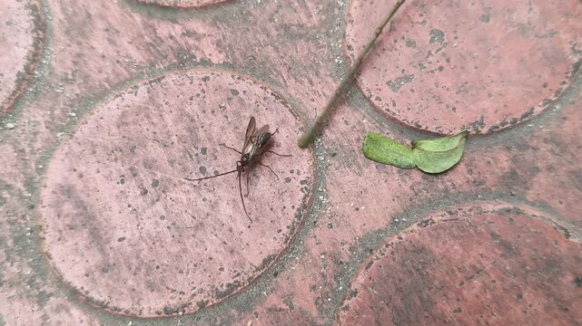 Lchneumonidae wasps. Its common names&nbsp;ichneumon wasps,&nbsp;ichneumonid wasps,&nbsp;ichneumonids and&nbsp;Darwin wasps. This is a&nbsp;family&nbsp;of&nbsp;parasitoid wasps&nbsp;of the insect order&nbsp;Hymenoptera. 