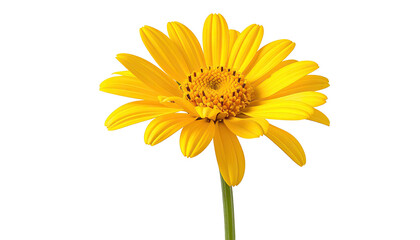 Naklejka premium Yellow flower with detailed center, on black