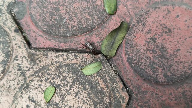 Lchneumonidae wasps. Its common names&nbsp;ichneumon wasps,&nbsp;ichneumonid wasps,&nbsp;ichneumonids and&nbsp;Darwin wasps. This is a&nbsp;family&nbsp;of&nbsp;parasitoid wasps&nbsp;of the insect order&nbsp;Hymenoptera. 