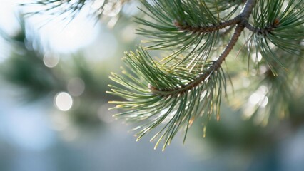 Closeup of pine tree branch