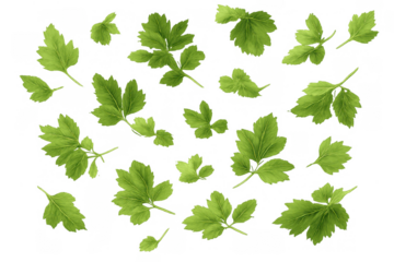 Fresh green parsley leaves creating a scattered pattern. Ideal for concepts related to herbs, spices, cooking, and healthy food