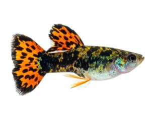 Guppy fish with black and orange spotted tail fin