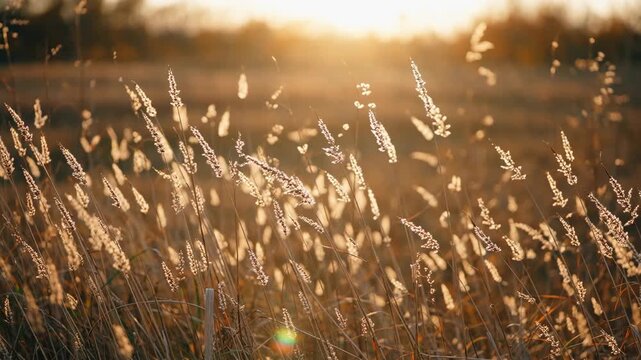 Naturally inspired Golden hour sunlight over a peaceful autumn meadow with wild grass gently moving in the breeze. Soft backlight, warm tones, and natural bokeh create a calm and relaxing nature backg