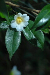 白い椿、侘助