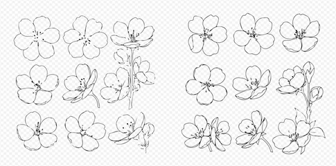 Set of beautiful hand-drawn cherry blossom flowers in various stages of bloom, perfect for spring designs.