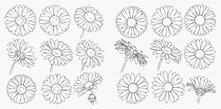 Set of hand-drawn daisy flower illustrations in various angles and perspectives, black and white outline vector art.