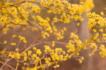 Yellow flowering tree. Spring flowering. Yellow inflorescence. Spring Flowers