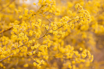 Yellow flowering tree. Spring flowering. Yellow inflorescence. Spring Flowers