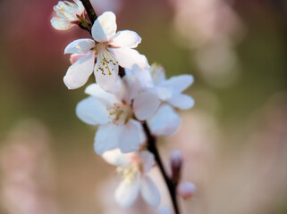 Obraz premium 晴れた3月に咲いたプルヌス・カンスエンシス