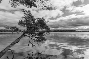 Black and white fine art photography of a leaning pine tree over a calm lake with cloud reflections. Minimalist nature landscape, serene atmosphere, artistic monochrome forest scenery