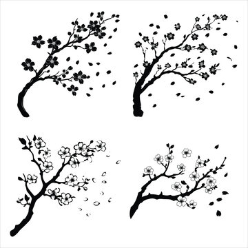 Black and white illustration of cherry blossom branch Four black and white ink style illustrations of flowering branches for design elements