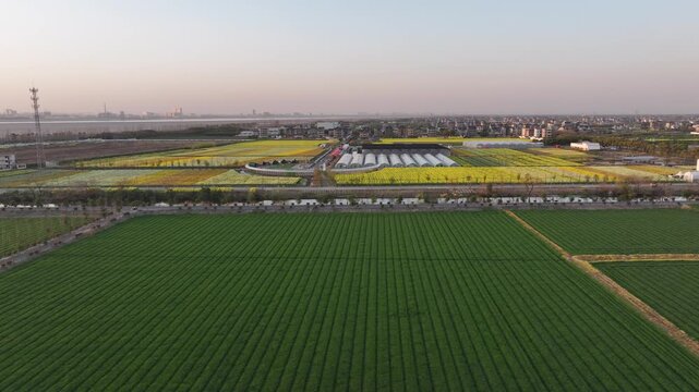 Aerial view of green rapeseed fields with orderly rows and distant factory in rural landscape