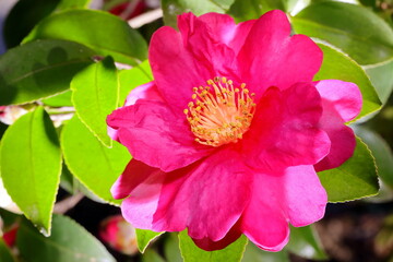 日本の冬に咲いたサザンカ