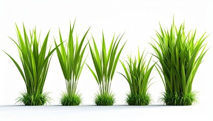 Fototapeta premium Green Grass Tufts Isolated on White Background, Spring Nature