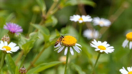 Naturschutz - Wildbienen auf Sommerblumen