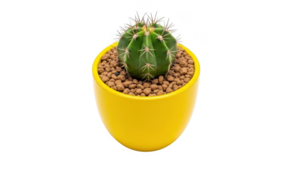 Small cactus in yellow pot isolated on transparent background