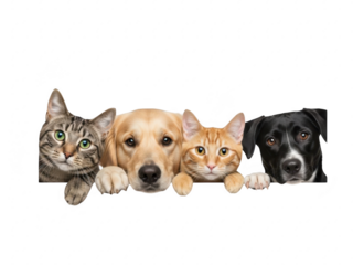 Four animals peeking over a transparent background with a cat dog and two other pets