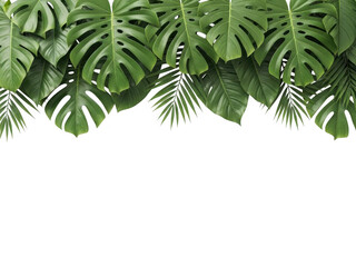 Tropical green leaves border isolated on transparent background for decoration and design