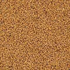Fototapeta premium Close-up overhead perspective capturing dry golden wheat kernels covering the surface entirely, forming a detailed organic texture background, studio, detailed, surface
