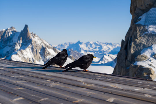 Two alpine choughs rest on a metal rooftop overlooking dramatic snow-covered summits and rugged ridges under clear blue skies near Aiguille du Midi in the French Alps.