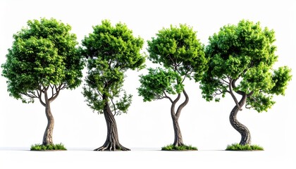 Obraz premium Four Green Trees in a Row, Isolated on White Background