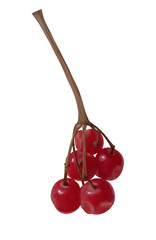 A viburnum branch with bright red berries, rendered in vector style using a mesh grid.