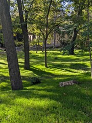 Fototapeta premium spring in the park
