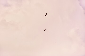 Wild birds soaring in a warm sunset sky. Elegant avian silhouettes with golden tones.