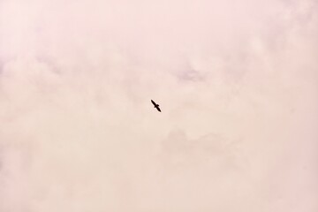 Wild birds soaring in a warm sunset sky. Elegant avian silhouettes with golden tones.