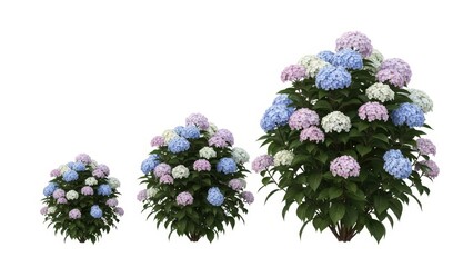 Hydrangea Bushes Isolated Pastel Blooms, Colorful Garden, White Background