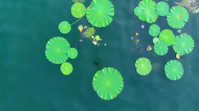 Aerial View of Serene Lily Pads Floating on Calm Water Surface in Tranquil Blue Pond. Seamless looping 4k video background 