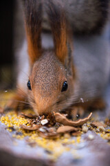 squirrel eating nut