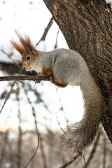 squirrel on a tree
