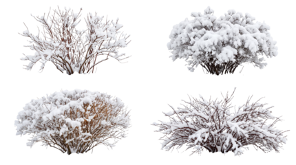 Set of 4 Winter Bushes with Snow Product Shot isolated PNG with Transparent Background
